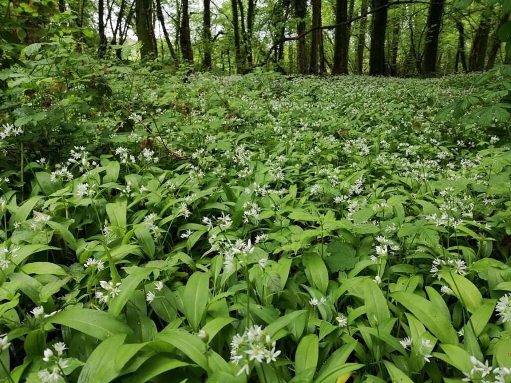 wild garlic of Forest Fawr