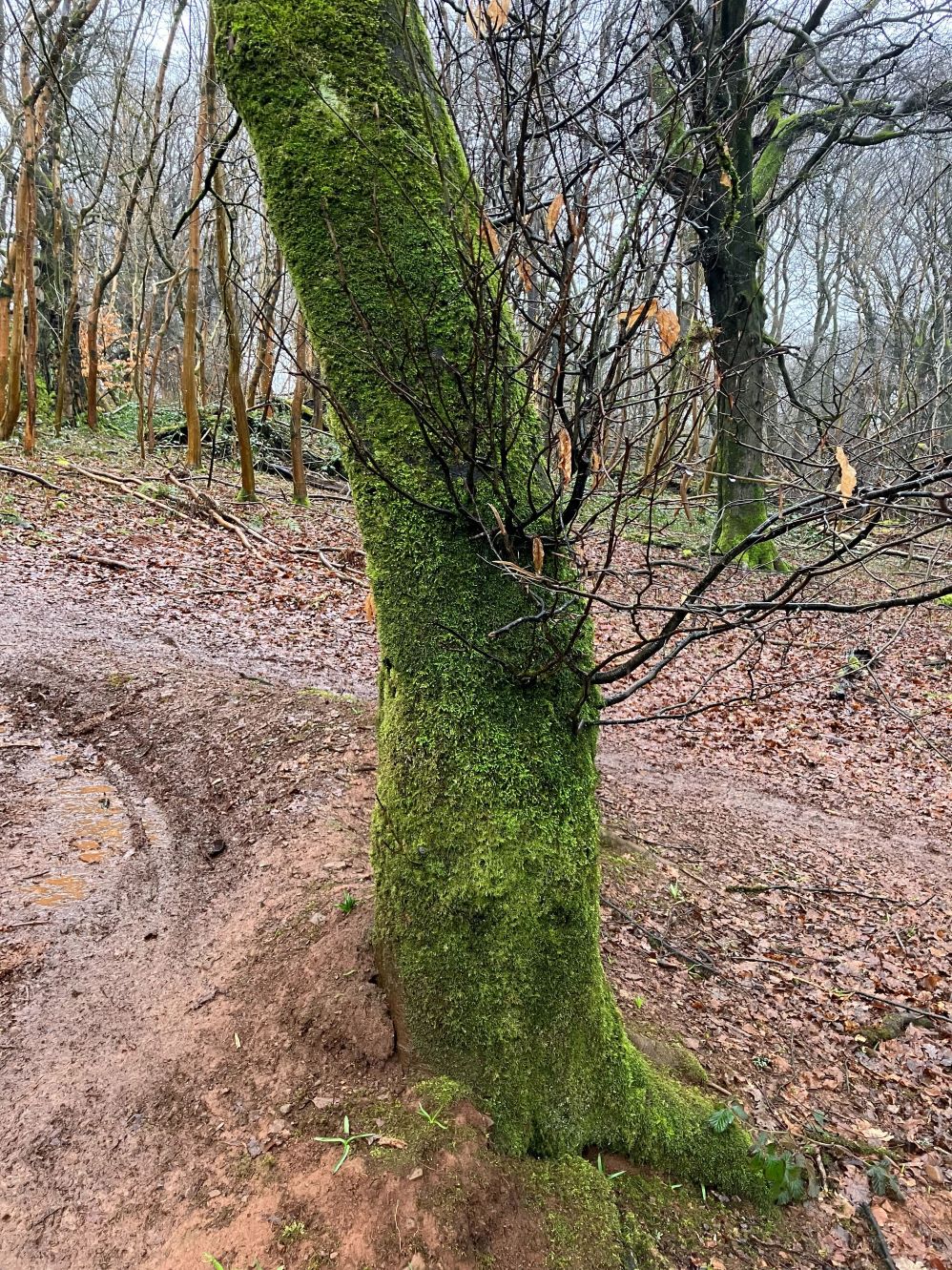 berm and sprouting
