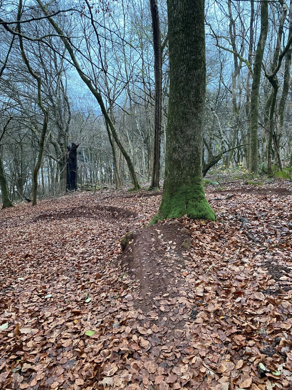 berm on tree