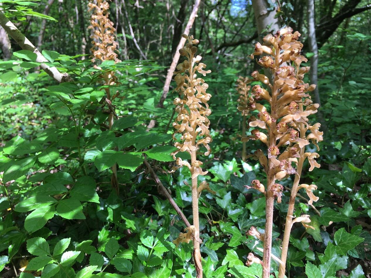 birds nest orchid