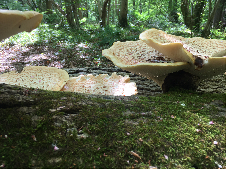dryad's saddle