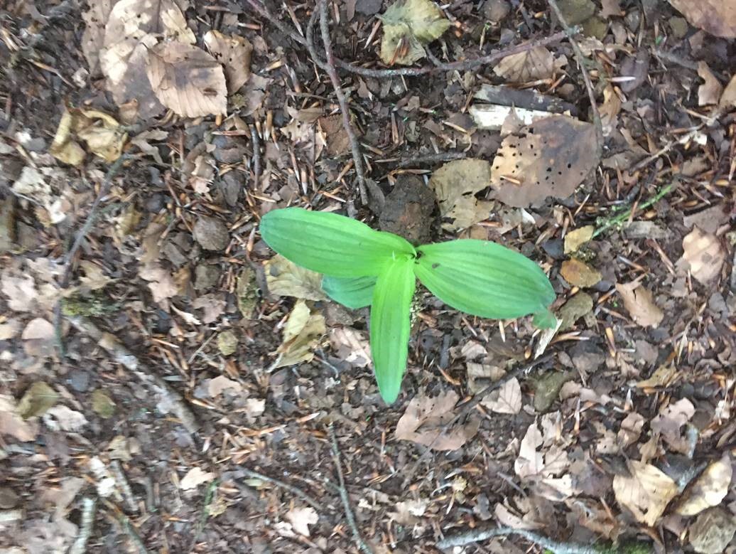 helleborine