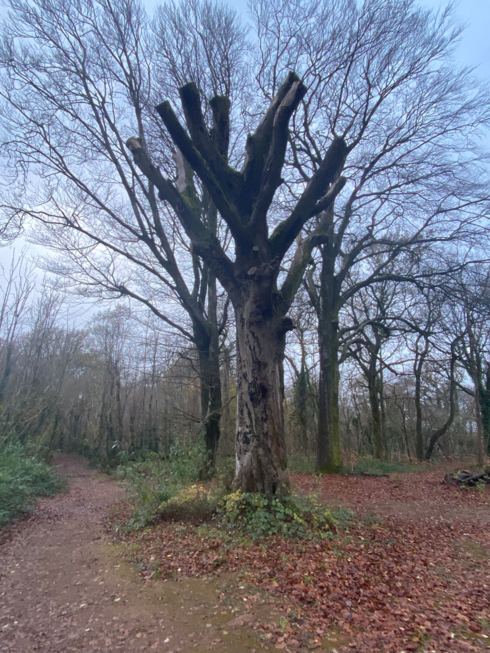 lopped tree
