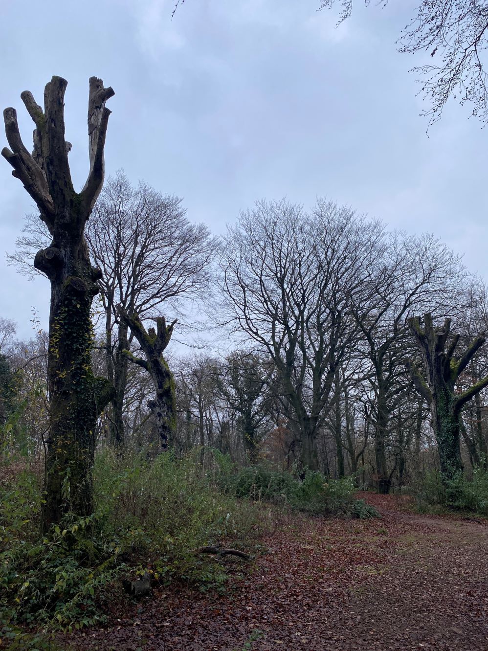 lopped trees