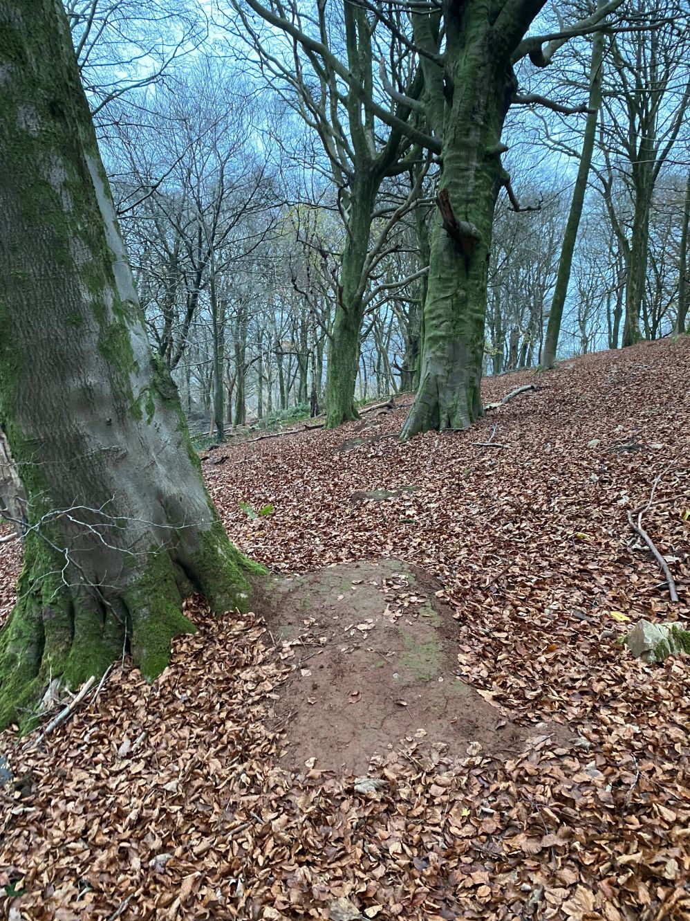trail on tree